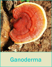 My Favorite Tried & True Ganoderma Recipes to fit your Low Carb/Keto Lifestyle!