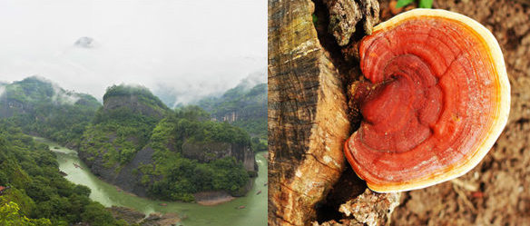 The Ganoderma Mushroom is native to the Wuyi Mountains and we bring it directly from there! Brought to you by LowCarbAndKetoMeals.com!